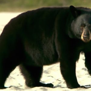 Wildlife officials explain oddball black bear sighting at Florida beach