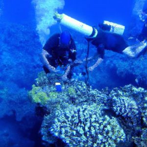 $2M insurance policy in effect for Hawaii coral reefs in time for hurricane season