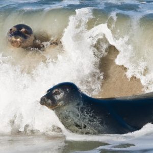 Baby seal rides the waves with California surfers in adorable video