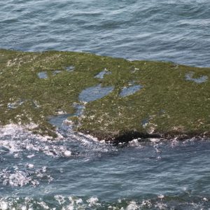 Toxic algae suspected as cause of sea lion, dolphin deaths off Southern California coast