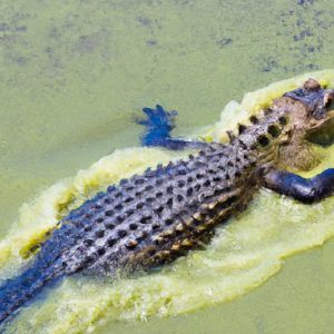 Florida boy, 13, narrowly escapes alligator attack: ‘He kept pulling’