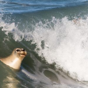 Baby seal caught on camera riding the waves with delighted California surfers
