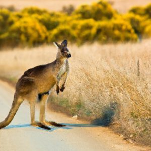 Wayward kangaroo captured in Kansas after wandering along a highway