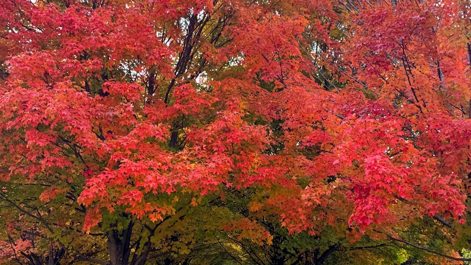 Michigan