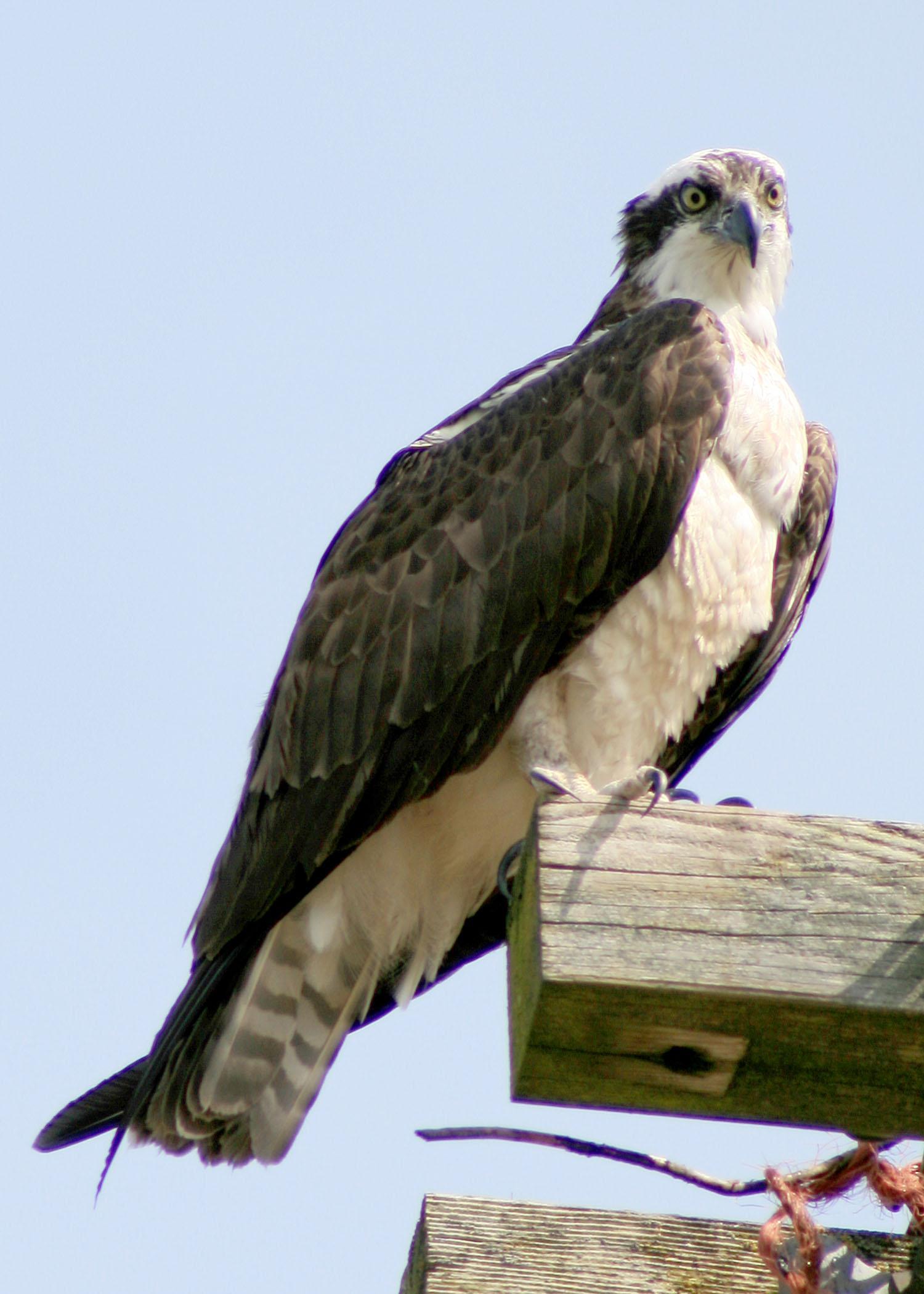   Osprey